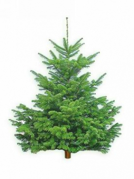 Nordmann Tanne Weihnachtsbaum bestellen online kaufen